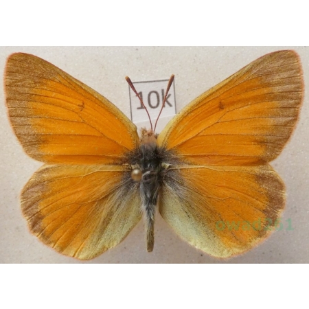 Colias staudingeri Alpheraky, 1881 male Kyrgyzstan10k